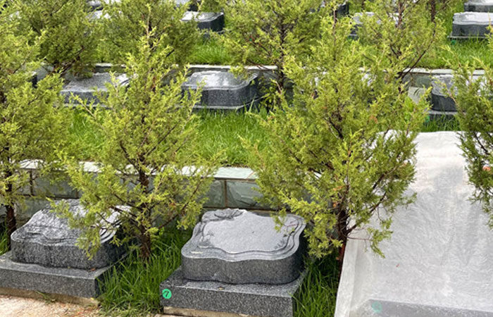景仰园陵园树葬墓型