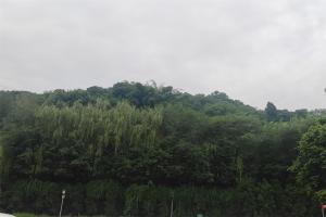 仙居山陵园树林
